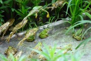 牛蛙可以和水稻套养吗视频(稻田养牛蛙最多可以放多少?)