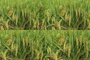 金色麦田水稻图片价格(小型水稻脱粒机图片价格)