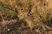 冬天种水稻事件(冬季水稻育种在哪里)