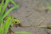 青蛙和水稻成什么关系的简单介绍