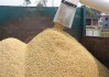 玉屏水稻价格(玉米水稻价格走势)