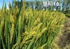 水稻东富202(中富稻东富301水稻种)
