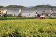 20亩水稻种植前景如何(1000亩水稻一年能挣多少钱)