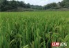 南方晚水稻(南方水稻种植时间和收获时间)