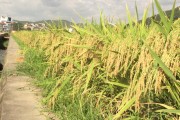 福建超级水稻(2021年福建水稻审定公告)