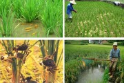 海南种植大豆水稻(海南种植大豆水稻多少亩)