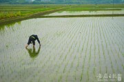 水稻插秧季节6(水稻插秧季节是几月份)