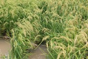海水稻第一次试种(海水稻种植技术规程)