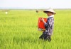 三万多斤水稻(3000斤稻谷是多少钱?)