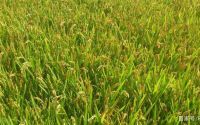 2012年水稻(2012年水稻播种面积比2011年大约少多少万亩)