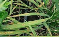 水稻癌症预防(水稻种植管理和病虫预防)