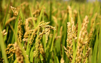 小麦与水稻区别图片对比(小麦与水稻区别图片对比图)