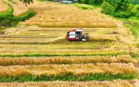 几月份播种水稻小麦是水稻吗(中国各地小麦和水稻的播种时间)