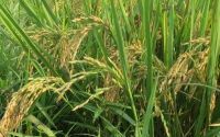 四川种的水稻是杂交水稻吗(四川种的水稻是杂交水稻吗视频)