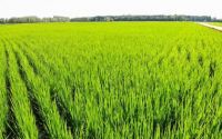绿色生态水稻种植基地(绿色水稻种植技术的推广路径探究)
