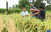 德宏州最早种植水稻时间(德宏州最早种植水稻时间是几月)