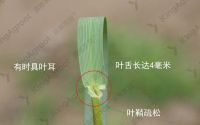 小麦水稻叶片结构(水稻或小麦叶的外形可分为)