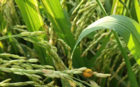 海南水稻用药(海南的水稻主要有哪几种病虫害)