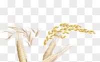 麦子水稻素材视频(麦子水稻素材视频大全)