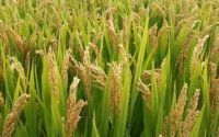 大于水稻品种(2021水稻超级品种)