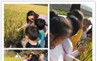 幼儿对水稻的了解和认识(幼儿对水稻的了解和认识图片)