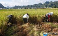 菏泽高产水稻(菏泽高产水稻种植面积)