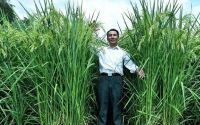 四川水稻最高有多少米长(四川水稻种植面积有多少?)