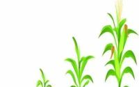 水稻改种玉米效益分析(稻田改种玉米为什么不好)