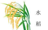 雅思口语水稻(2021雅思口语范文)