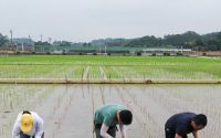 高空种水稻(水上种稻谷视频)
