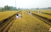 3亩水稻收割效率多少(三亩水稻一般能收入是多少?)