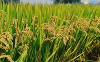 亩产2300斤的水稻品种(亩产2300斤的水稻品种图片)