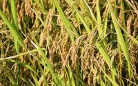 海南省水稻(海南省水稻种植面积多少亩)