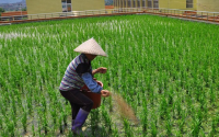 水稻专家如何种植高产的水稻(水稻专家如何种植高产的水稻呢)