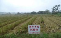 粮食海水稻(海水稻米产量和口感如何)