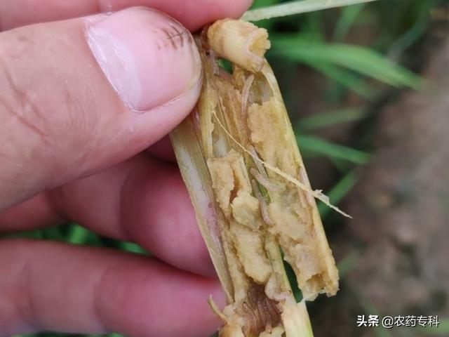 水稻抽穗期有钻心虫吗视频(水稻抽穗时发现有病症有什么药治疗)