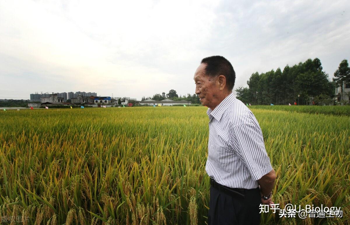 包含朝鲜水稻中国水稻关系的词条