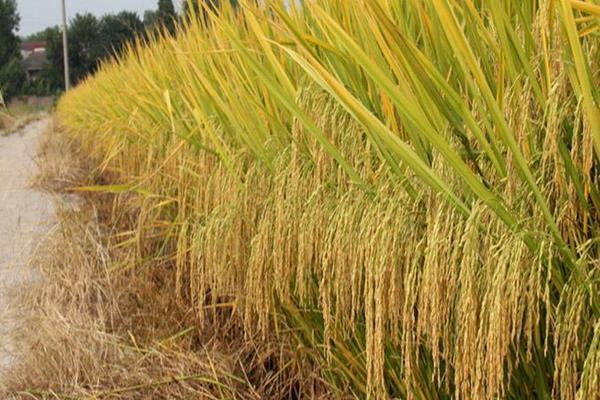 杂交水稻和普通水稻的外观区别(杂交水稻和普通水稻的外观区别在哪)