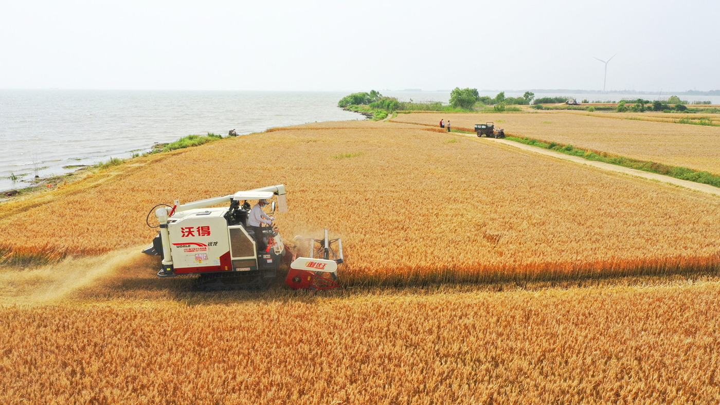 小麦水稻丰收(小麦和水稻的收成时间)