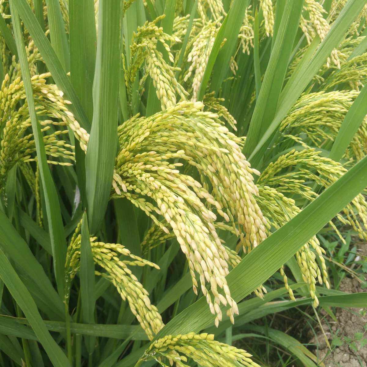 银川杂交水稻(银川杂交水稻种植基地)