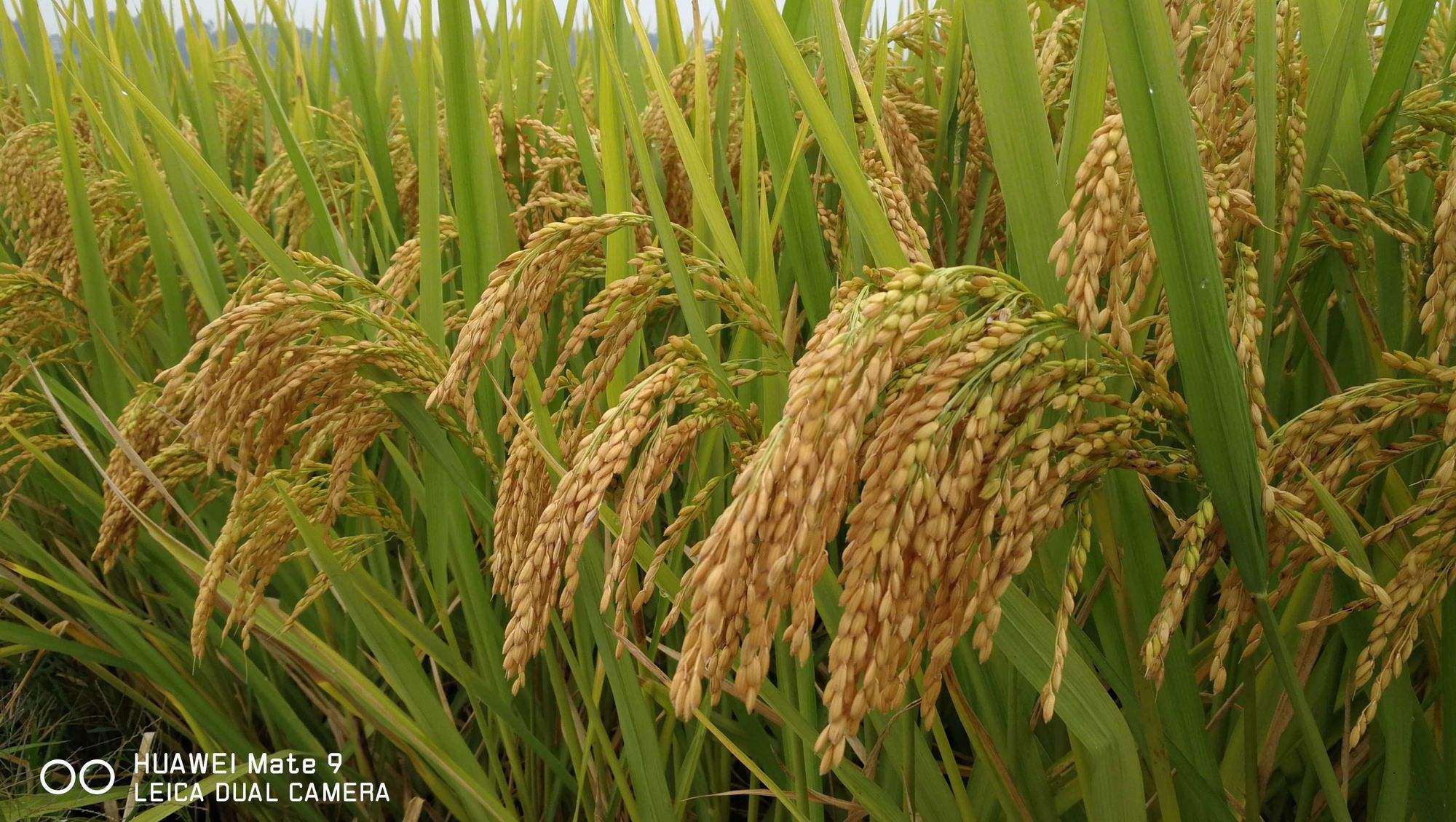 三万多斤水稻(3000斤稻谷是多少钱?)