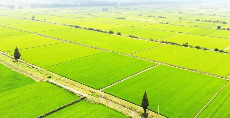 中国现代化水稻种植基地(中国现代化水稻种植基地在哪里)