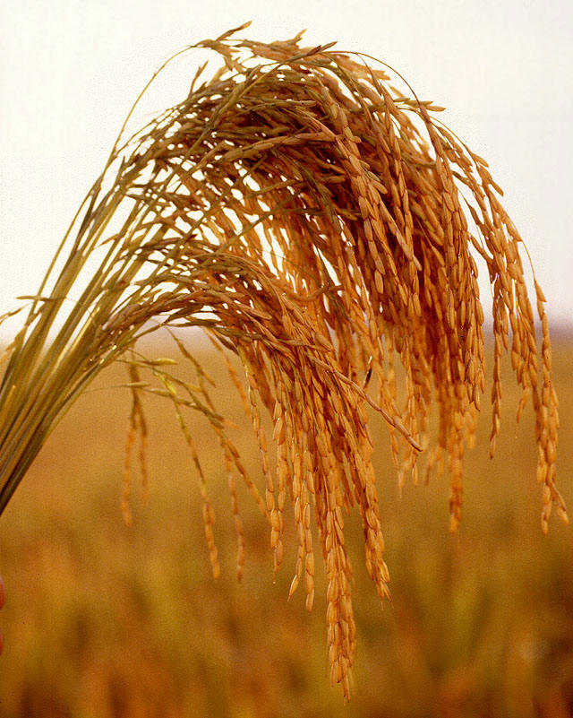中国水稻日本水稻(中国水稻日本水稻产量对比)