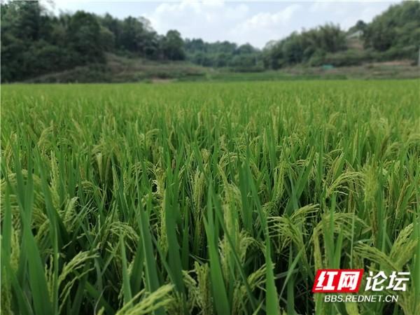 南方晚水稻(南方水稻种植时间和收获时间)