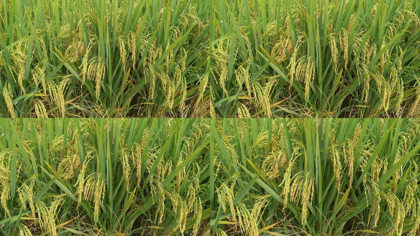 金色麦田水稻图片价格(小型水稻脱粒机图片价格)