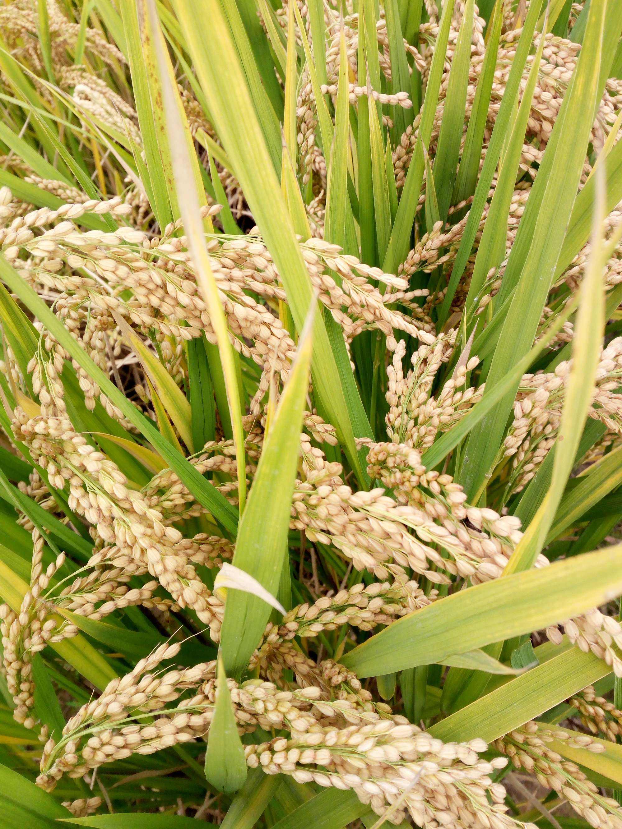 68香型水稻(水稻品种香七系列)