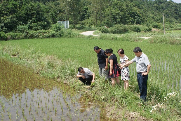 新县水稻防治现场检查(10天完成50多万亩水稻防病)