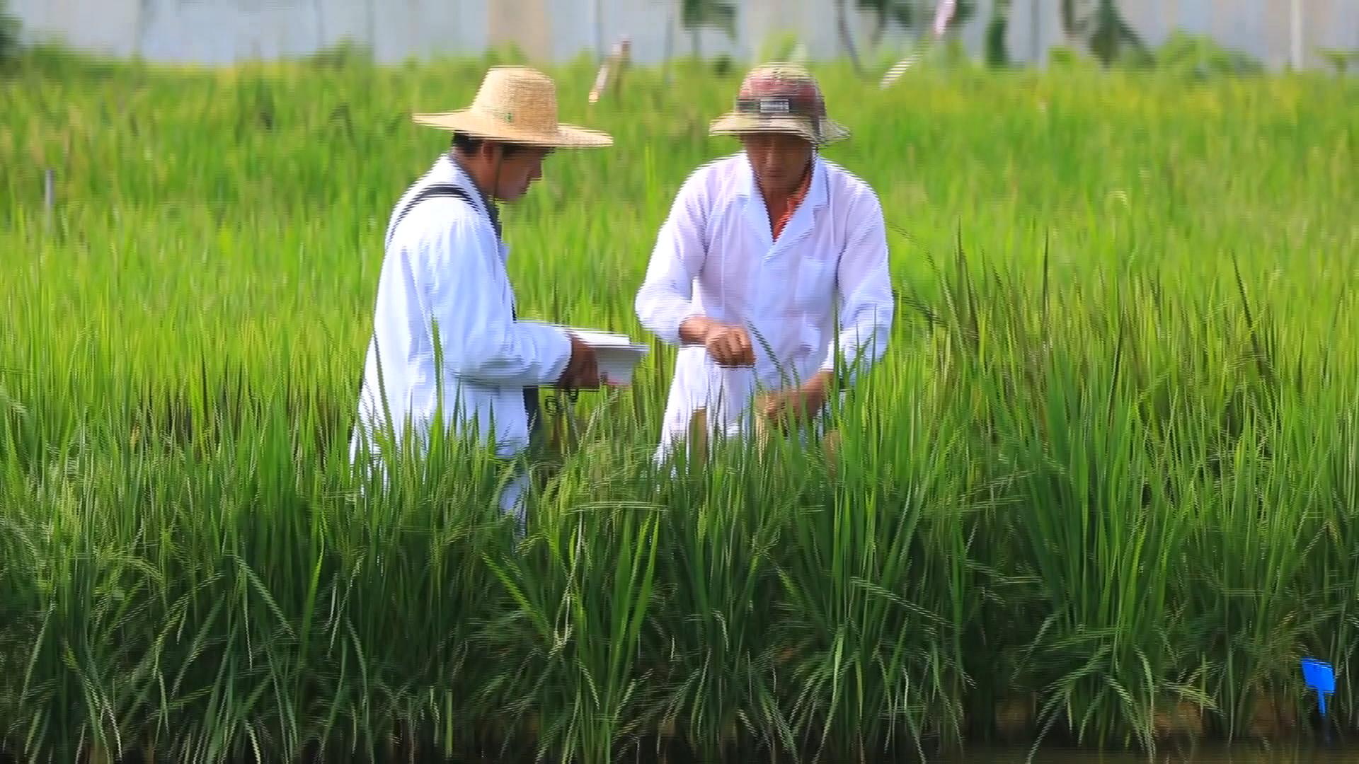 海南水稻加盟(海南水稻育种基地)