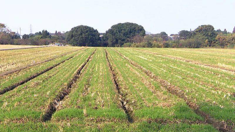 海南水稻轮作面积(海南水稻亩产2000公斤)
