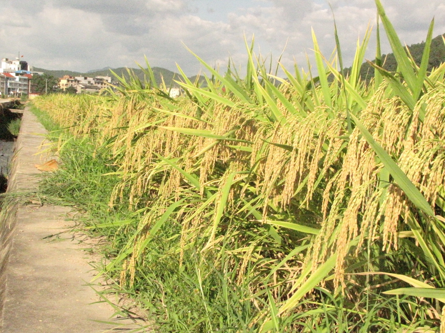 福建超级水稻(2021年福建水稻审定公告)